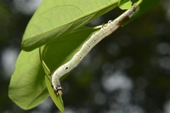 Bastilla
