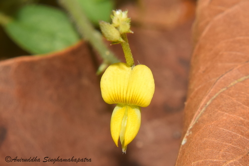Crotalaria prostrata observed 2020-08-22