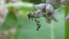 Geina tenuidactylus