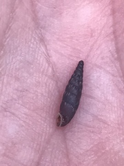 Alopiinae