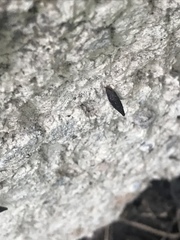 Alopiinae