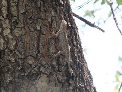 Sceloporus clarkii clarkii