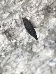 Alopiinae