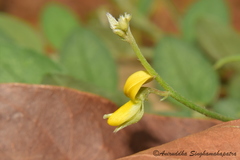 Crotalaria prostrata