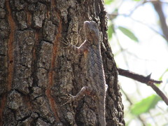 Sceloporus clarkii clarkii