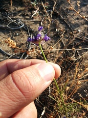 Gilia capitata chamissonis