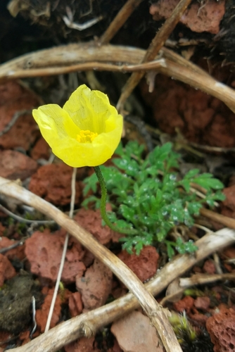 Macoun's Poppy (Oreomecon macounii)