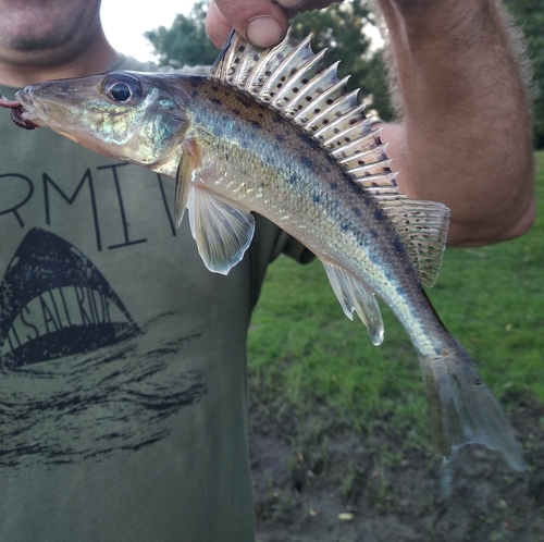 Don ruffe (Gymnocephalus acerina) — Percidae — 2