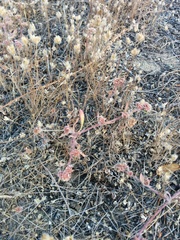 Chorizanthe cuspidata cuspidata