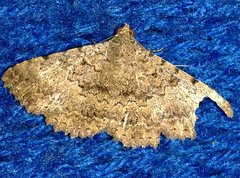 Polydesma umbricola