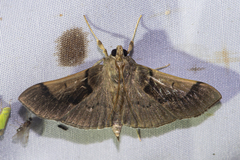 Pilocrocis milvinalis