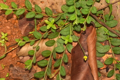 Crotalaria prostrata