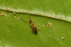 Anthicinae