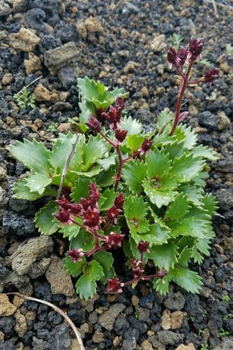 Bering Sea micranthes (Micranthes unalaschcensis)