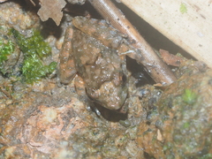 Limnonectes microdiscus