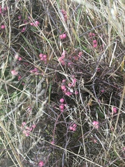 Gaultheria macrostigma