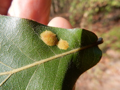 Polystepha pustuloides