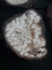 Choiromyces meandriformis