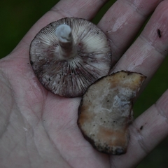 Lactarius uvidus