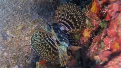 Dendrochirus barberi