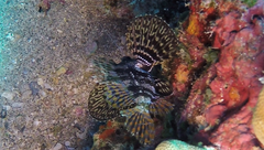 Dendrochirus barberi