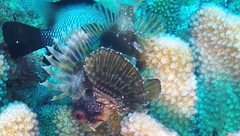 Dendrochirus barberi