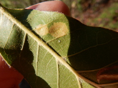 Polystepha pustuloides