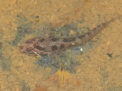 Channa limbata