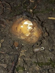 Choiromyces meandriformis