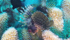 Dendrochirus barberi