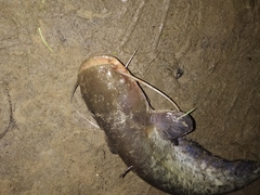 Silurus glanis