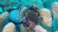 Dendrochirus barberi