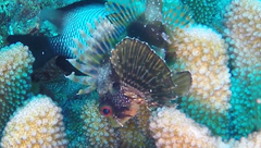 Dendrochirus barberi