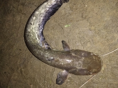 Silurus glanis