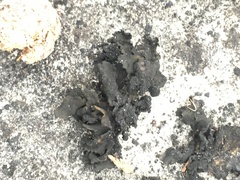 Lathagrium undulatum