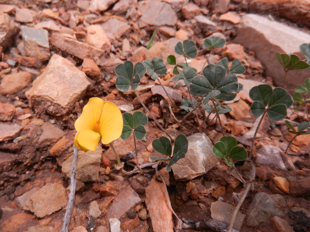 Amicia andicola