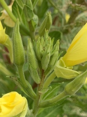 Oenothera