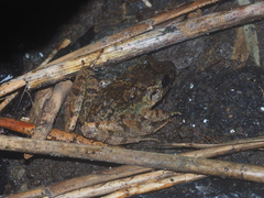 Limnonectes microdiscus