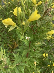 Oenothera