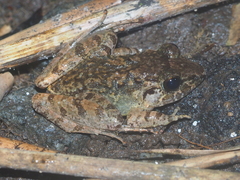 Limnonectes microdiscus