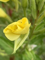 Oenothera