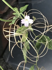 Epilobium ciliatum