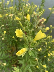 Oenothera