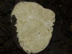 Choiromyces meandriformis