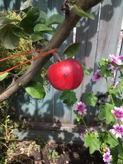 Rhagoletis pomonella