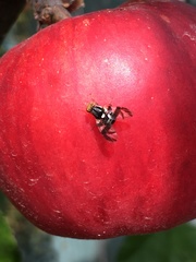 Rhagoletis pomonella