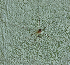 Opilio parietinus