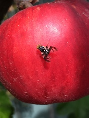 Rhagoletis pomonella