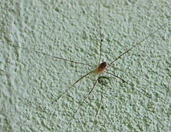 Opilio parietinus
