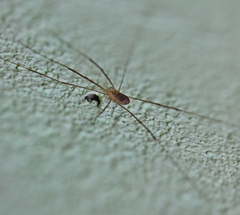 Opilio parietinus